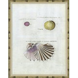 Seashells Giclee Print by Isabelle De Borchgrave