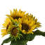 Centres de tournesol en paquet