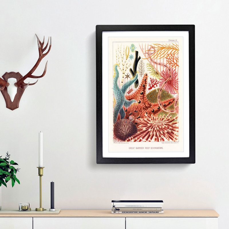 Great Barrier Reef Starfish by W. Saville-Kent - Picture Frame Painting Print, 48cm H x 36cm W x 2cm D, Black Framed