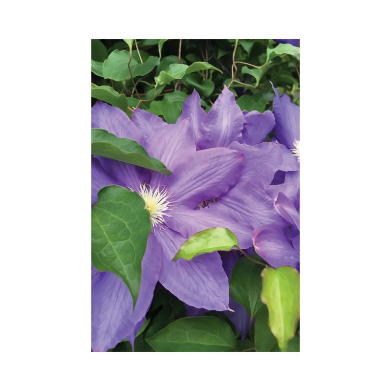 Clematis by Heidi Bannon - Wrapped Canvas Painting, 30.48cm H x 20.32cm W x 1.9cm D
