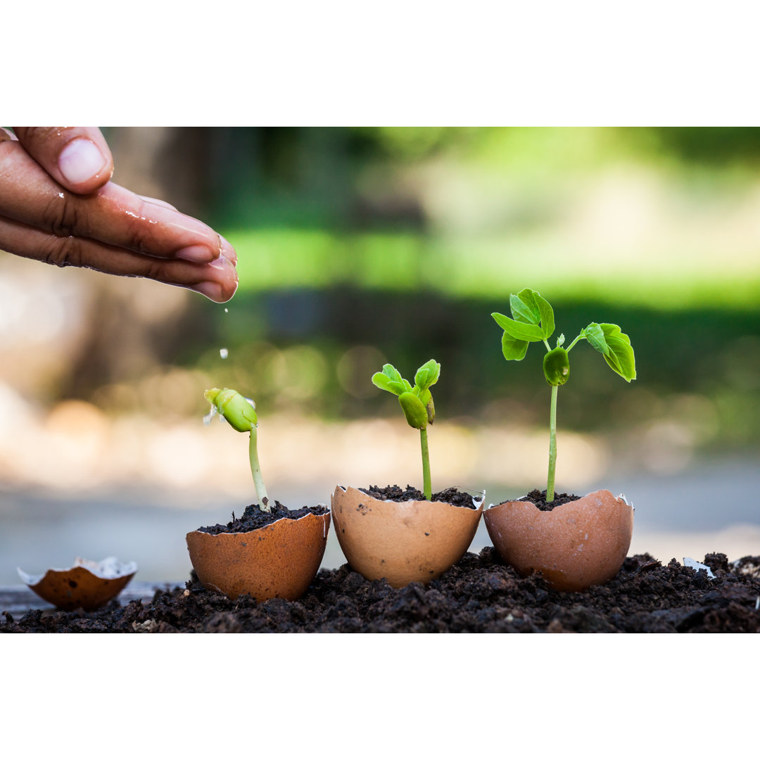 Leinwandbild Hand Watering Young Plant Growing in Egg Shell in Garden