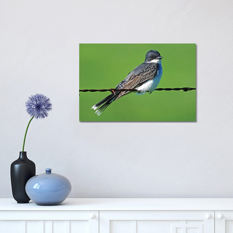 Eastern Kingbird by Brian Wolf - Wrapped Canvas Print, 30.48cm H x 45.72cm W x 1.91cm D