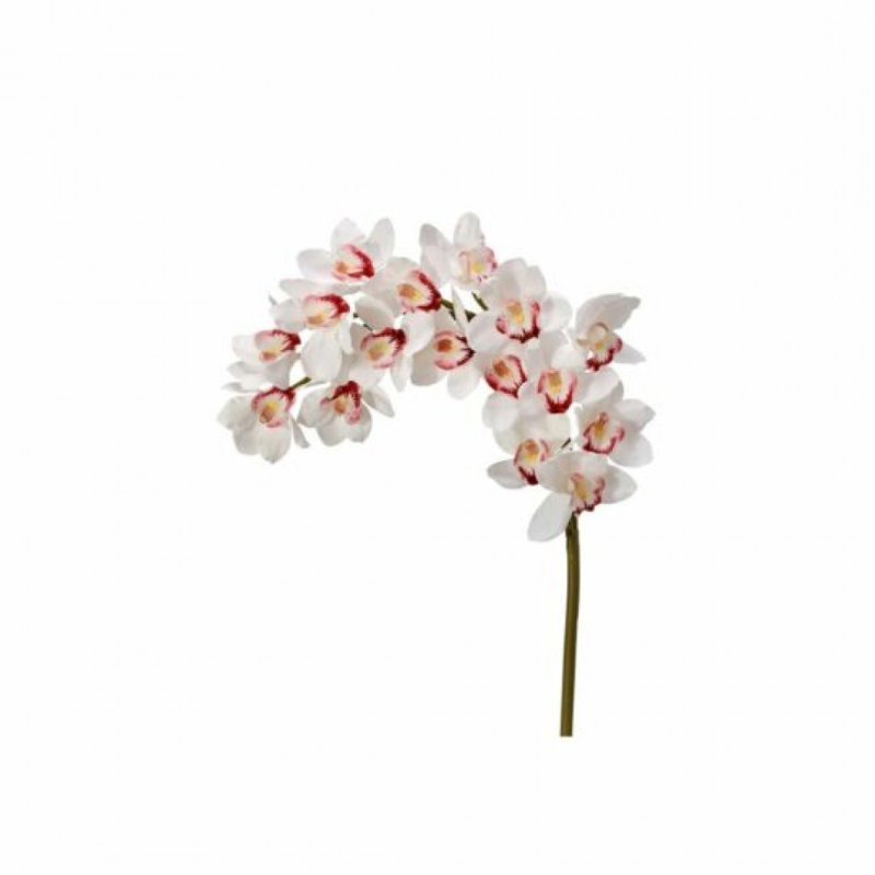 Orchidée blanche Cymbidium