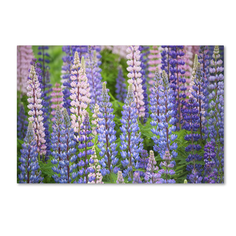 «Blue Pink Lupine Field» par Cora Niele - reproduction de photo sur toile, H 16 po x l 24 po x P 2 po