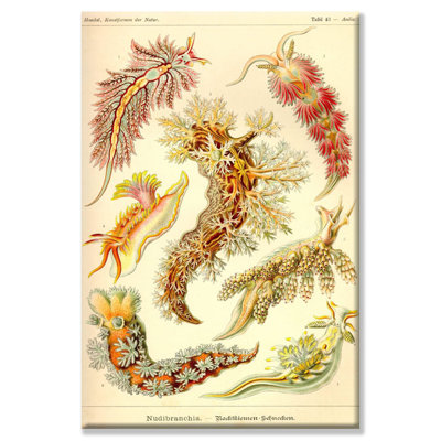 « nudibranch gastropod mollusks » par ernst haeckel, impression sur toile