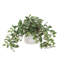 Tradescantia Zebrina Arranged In Ceramic Vase-1281163196-1331091546