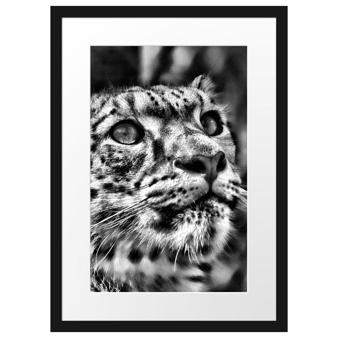 Gerahmter Fotodruck Leopard