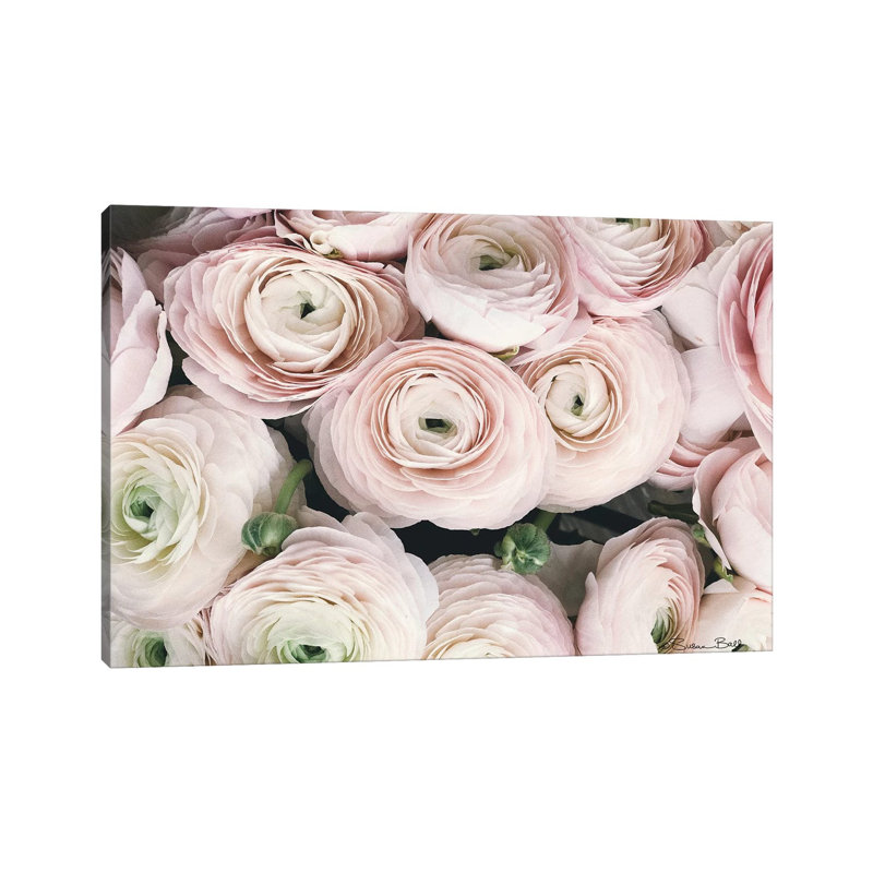 Soft Ranunculus, 45.72cm H x 66.04cm W