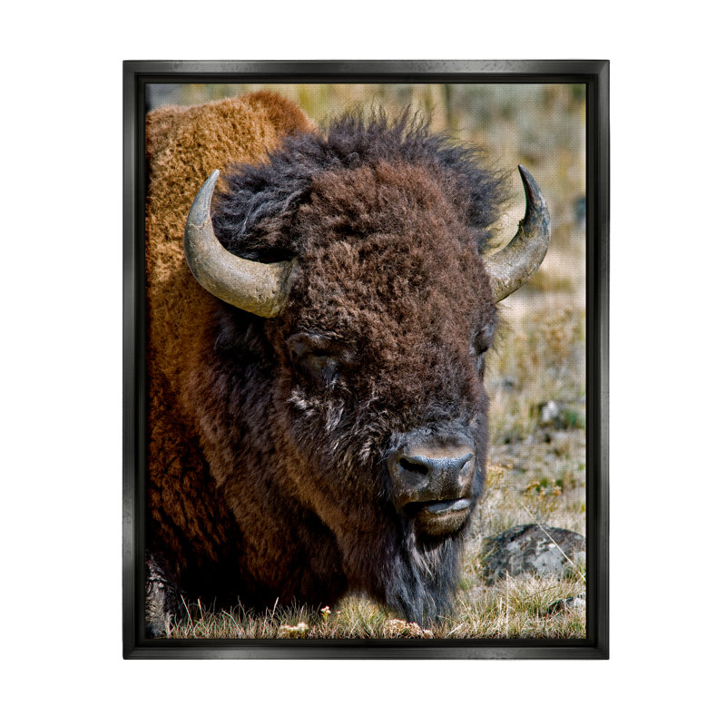 «Stupell Industries Bison Resting», art mural sur toile par Dennis Frates, H 21 po x l 17 po x P 1,7 po