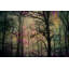 " Night Sight " by Parvez Taj-9118099