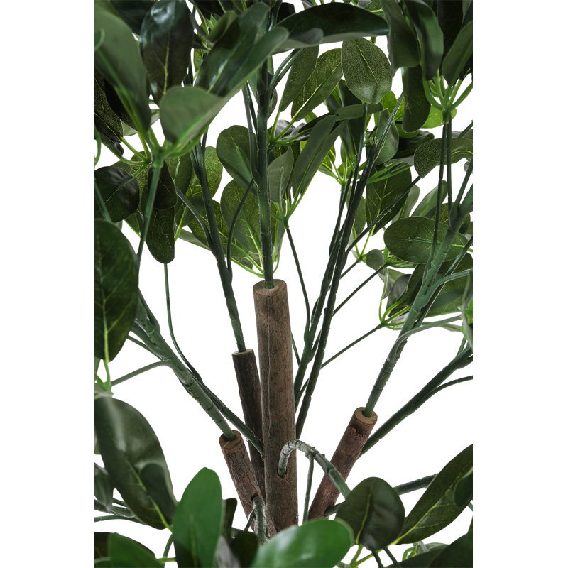 122cm Plant