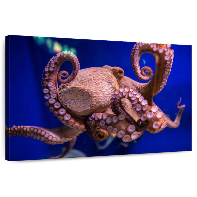 Octopus Prowess, H 8 po x l 12 po