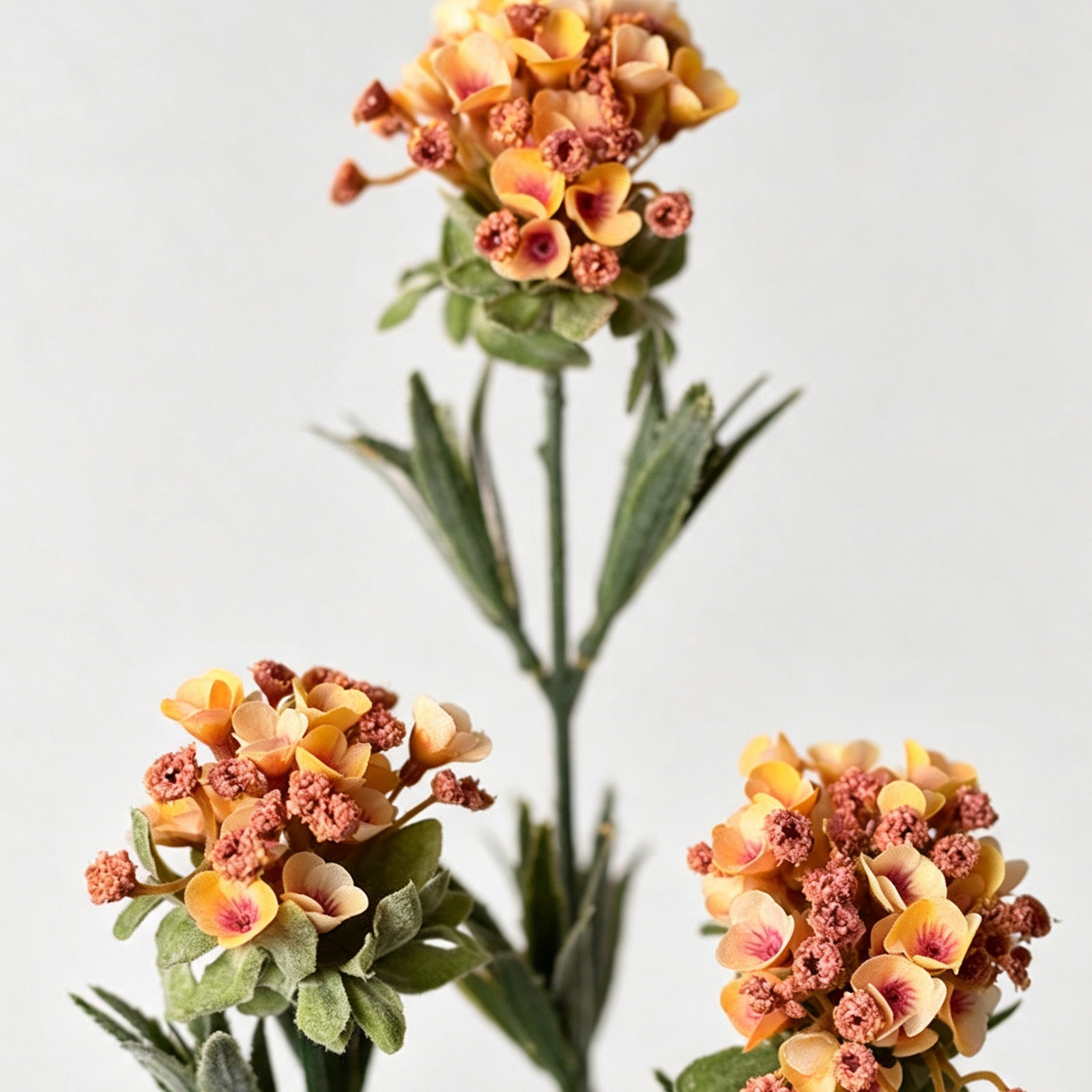 Audet Sweet Alyssum Stems, Orange