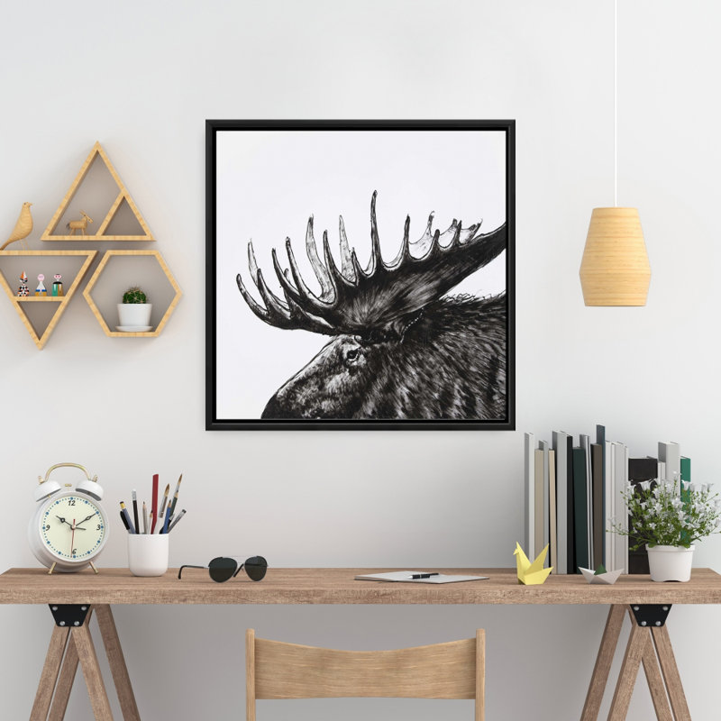 " Moose Plume "