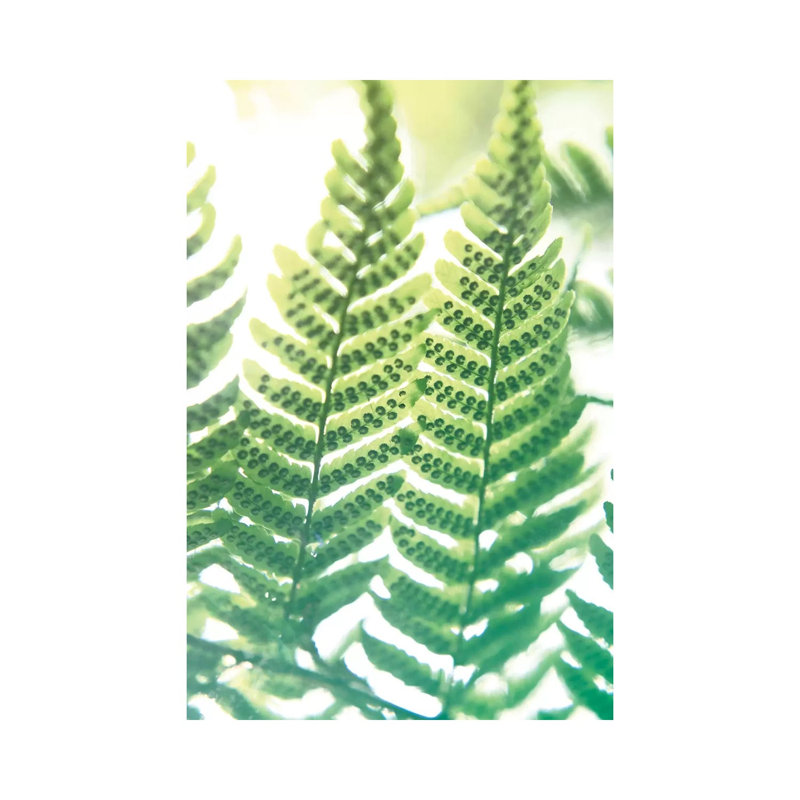 Fern Glow IV by Jason Johnson - Wrapped Canvas Print, 20.32 cm H x 30.48 cm W