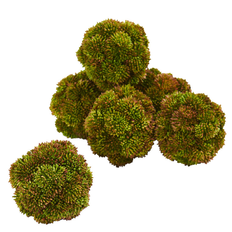 Topiaire succulent de bureau sedum sphères