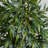 Thisbe 66'' Faux Bamboo Tree in Wood Planter