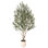 Adcock 96" Olive Tree in Decorative Vase