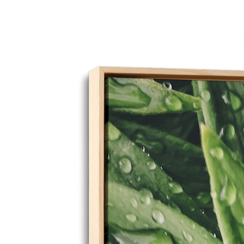 «Dew Drop Succulent» par Susan Ball, reproduction d'art, 24 W x 32 H, Tanné, Toile avec cadre