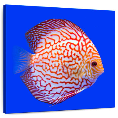 Brampt Exotic Discus Fish