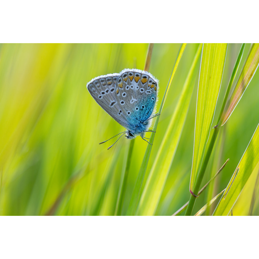 Blauer Schmetterling - Fotografie auf Leinwand