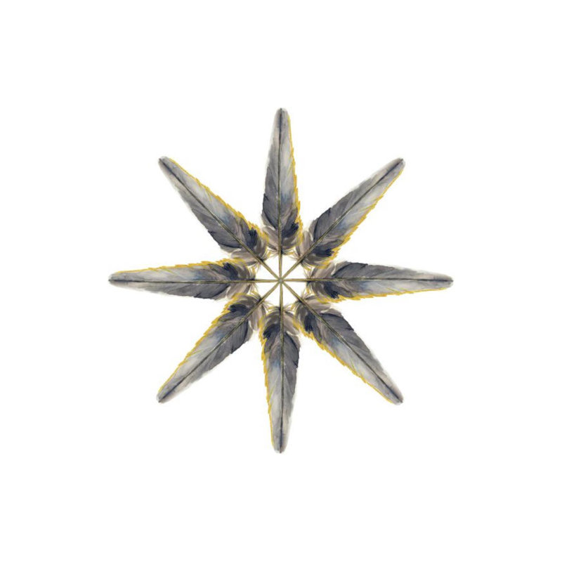 Feather Flakes I Print by Elena Carlie, 30" H x 30" W, Glass Coat