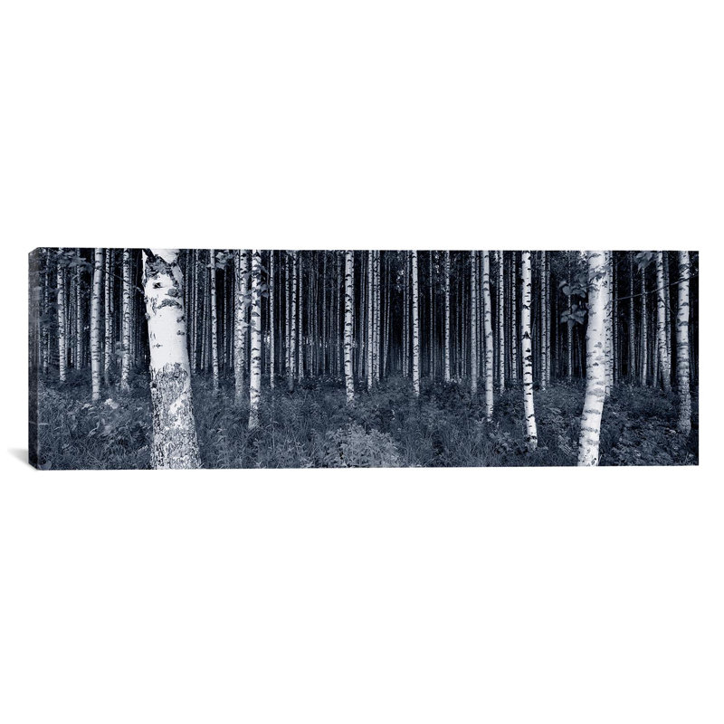 « Panoramic Birch Trees in a Forest, Finland », reproduction de photo sur toile, H 24 po x l 72 po x P 1,5 po, Toile tendue