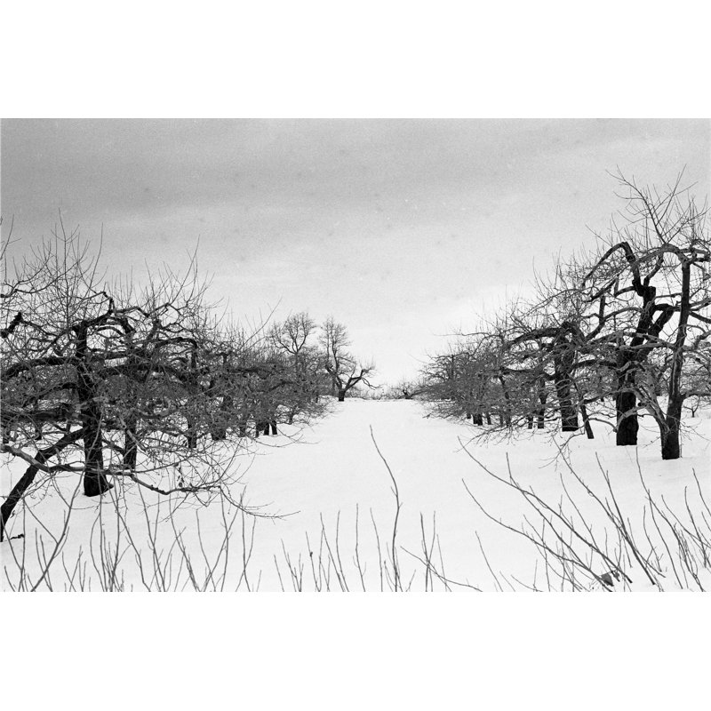 Pommiers en hiver, Vt, 1980 par Russell Mott - photographie non encadrée