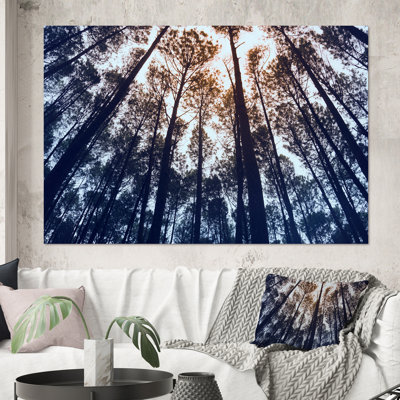 «Tall Old Trees in Pine Forest», Indonésie - Photographie sur toile