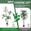 Plant-374589305
