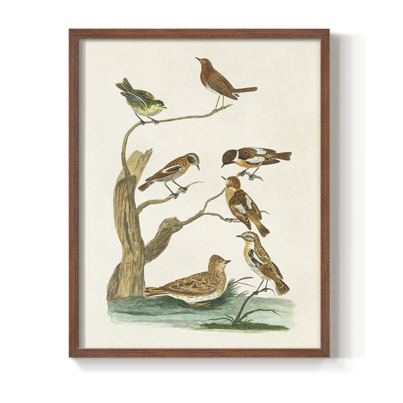 «Antique Birds in Nature III», reproduction encadrée - bois massif, Brun, H 28 po x l 22 po
