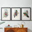 Gould Tropical Birds IV - reproduction encadrée sur mesure de qualité supérieure mate - 3 pièces-159977168