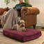 Slumberdown Paws for Slumber Raised Padded Dog Bed – Comfortable, Supportive & Durable Pet Bed for All Breeds-1859443628-1864648491