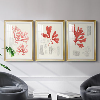 " Vintage Coral Study I " 3 - Pieces
