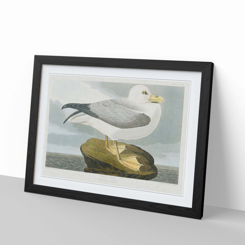 Fulmar Bird by John Audubon - Framed Print, 48cm H x 65cm W x 2cm D, Black Framed