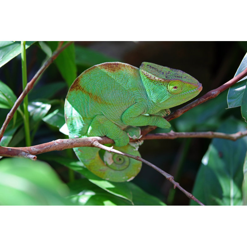 Parson's Chameleon by Goddard_Photography - No Frame Art Prints on Canvas, 81cm H x 122cm W
