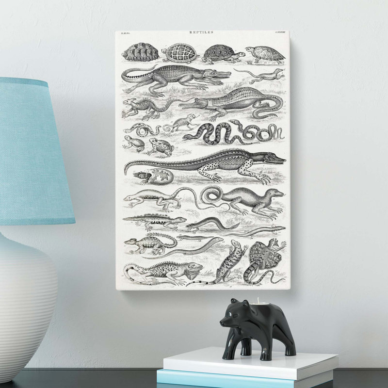 Study of Reptiles by Oliver Goldsmith - Wrapped Canvas Drawing - Wrapped Canvas, 60cm H x 40cm W x 3cm D