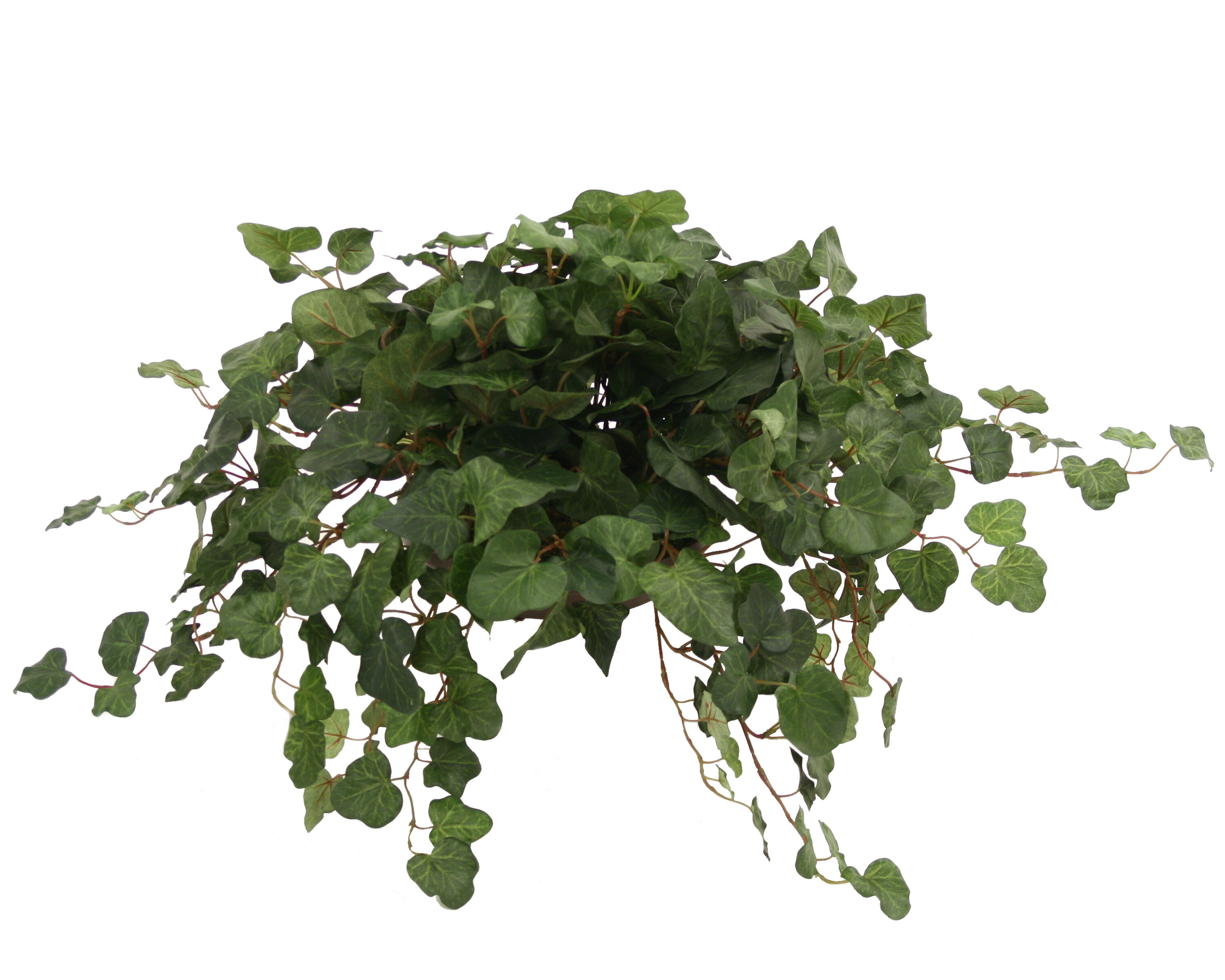 Distinctive Designs 12'' Faux Ivy Plant in Ceramic Planter & Reviews ...