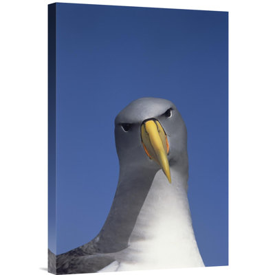 " Chatham Albatross Portrait, The Pyramid, Chatham Islands "
