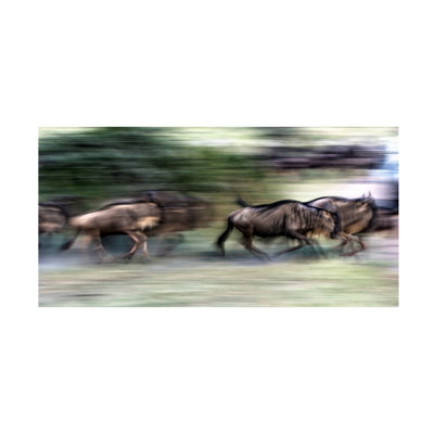Giuseppe Damico  Great Migration Canvas Art