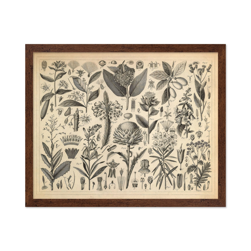 Sève et plantes résineuses, Poster, 12"H x 16"W, Brown Framed