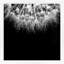 Dandelion with Dew' Framed Photographic Print on Glass