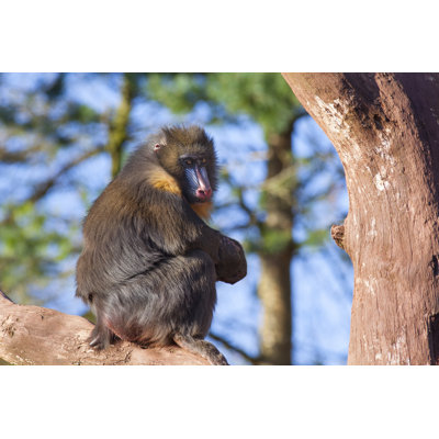 Male Mandrill Monkey by Photoshopped