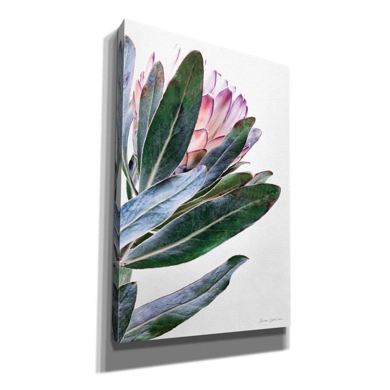 «Protea In Leaf On Canvas» par Elise Catterall, H 18 po x l 12 po x P 0,75 po