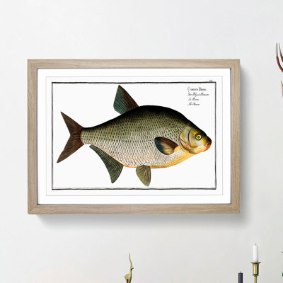 Bream Fish - Picture Frame Painting Print