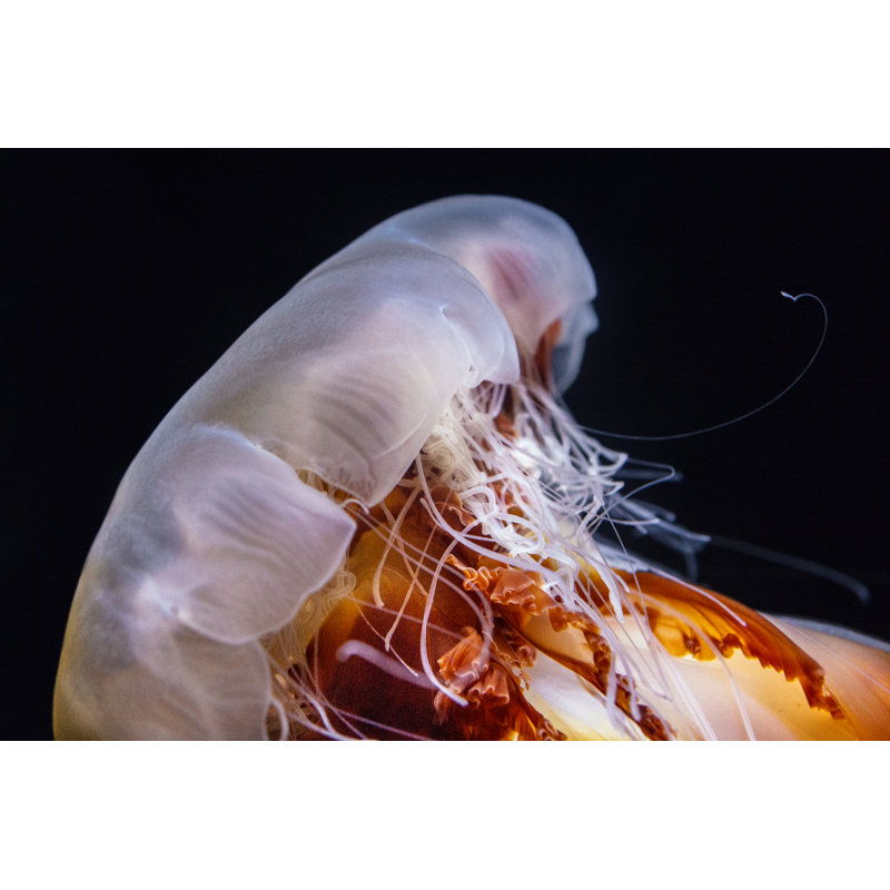 Lions Mane Jellyfish - Wrapped Canvas Print, 30cm H x 46cm W x 3.8cm D