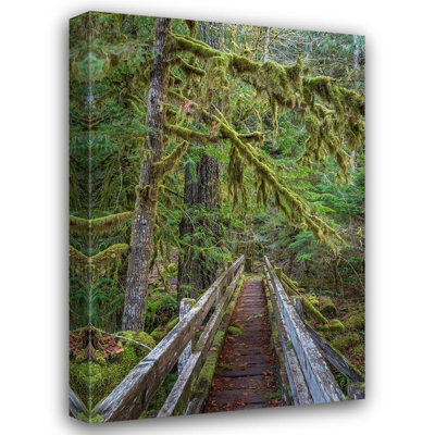 Jaynes Gallery Art: Washington State, Parc National Olympique, promenade à travers la forêt d'érables à grandes feuilles