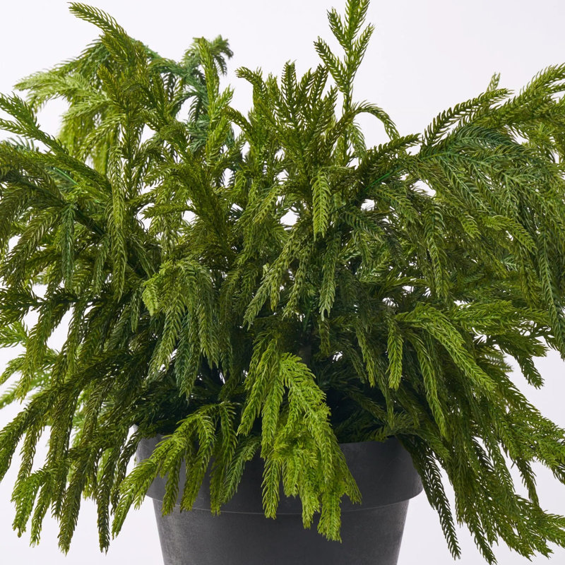 Arrangement