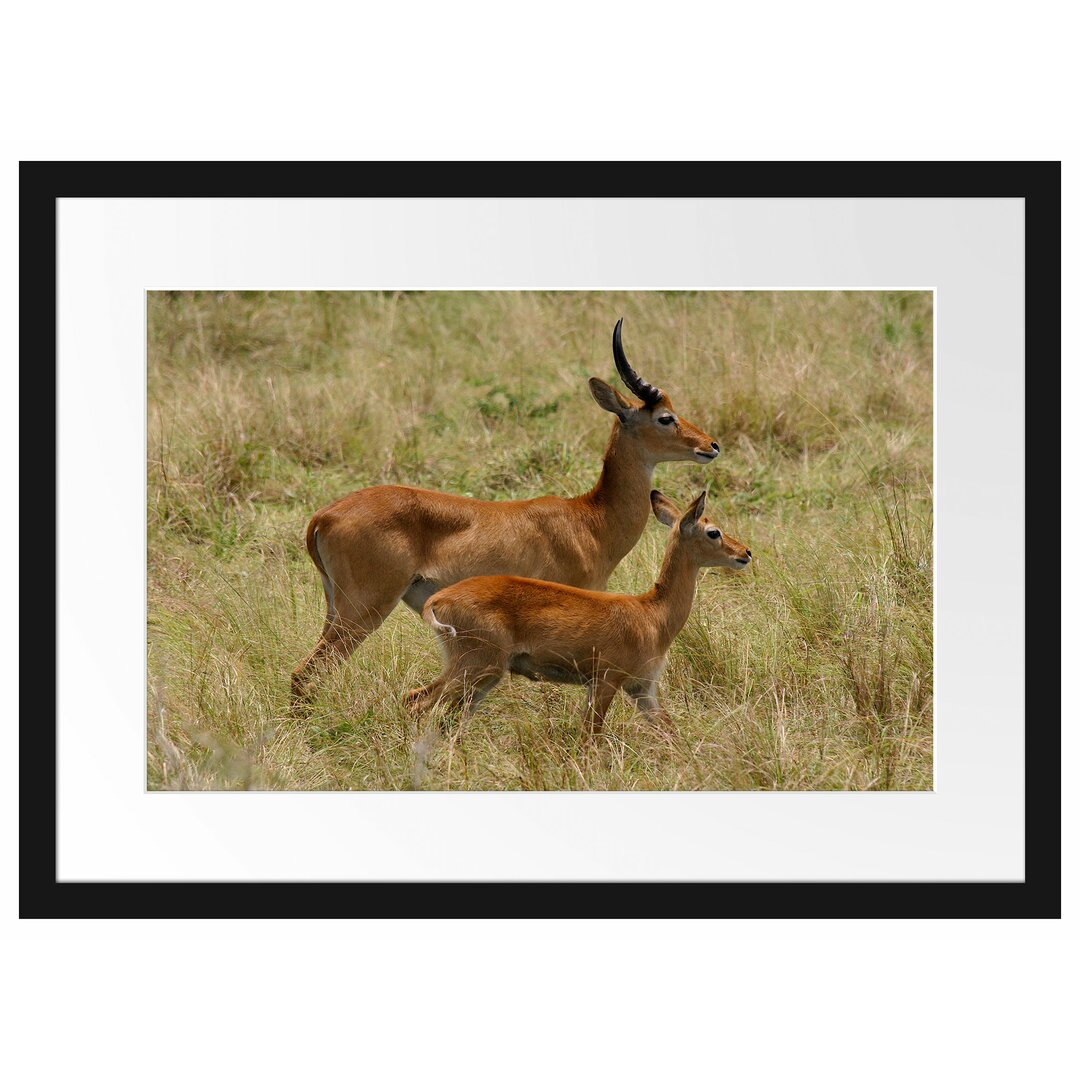 Gerahmtes Poster Dorkasgazelle mit Jungtier