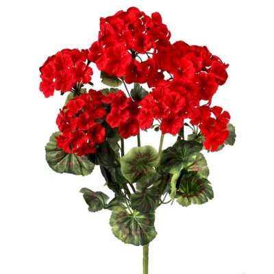Geranium Bushe